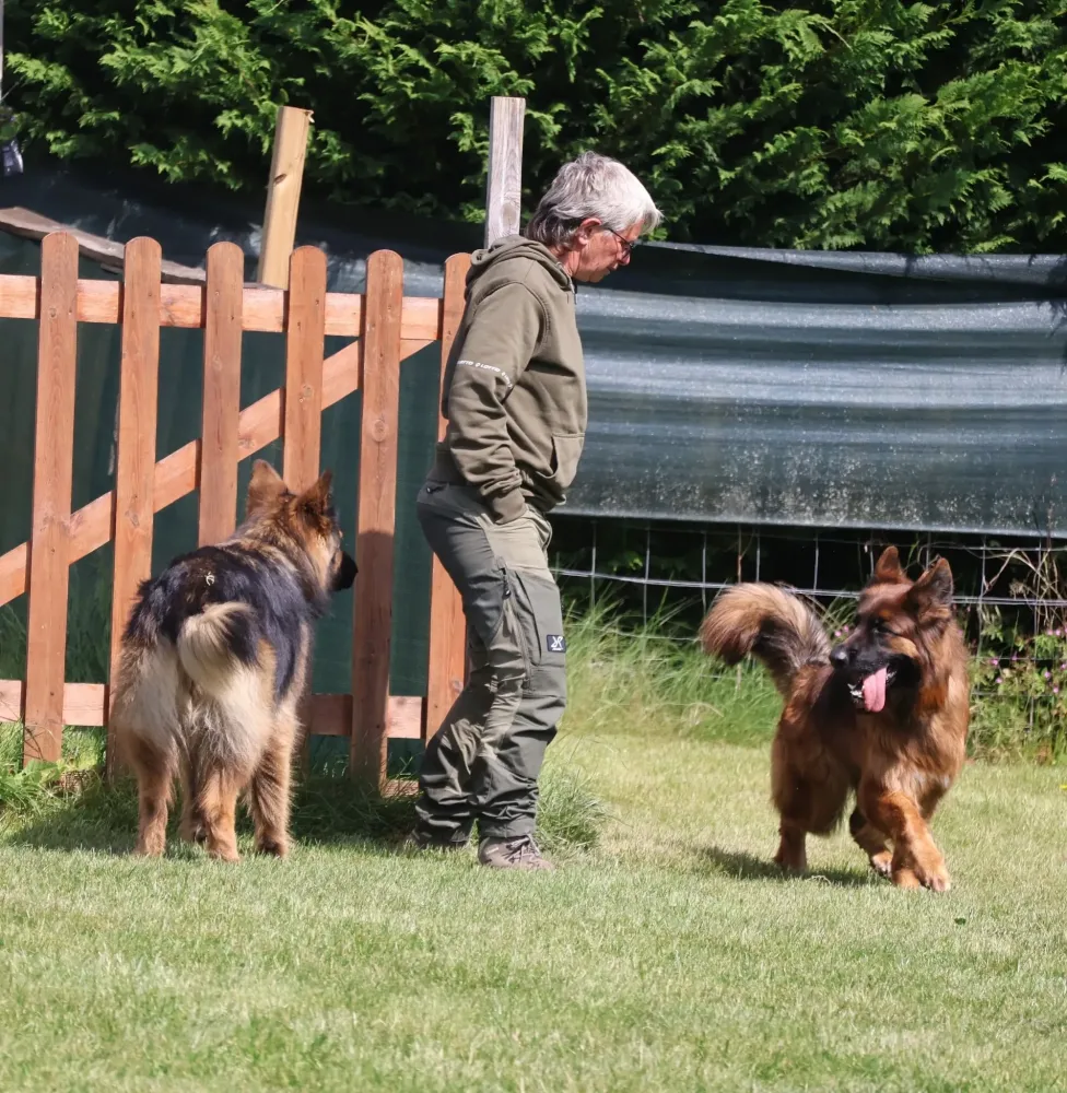 ducation canine berger