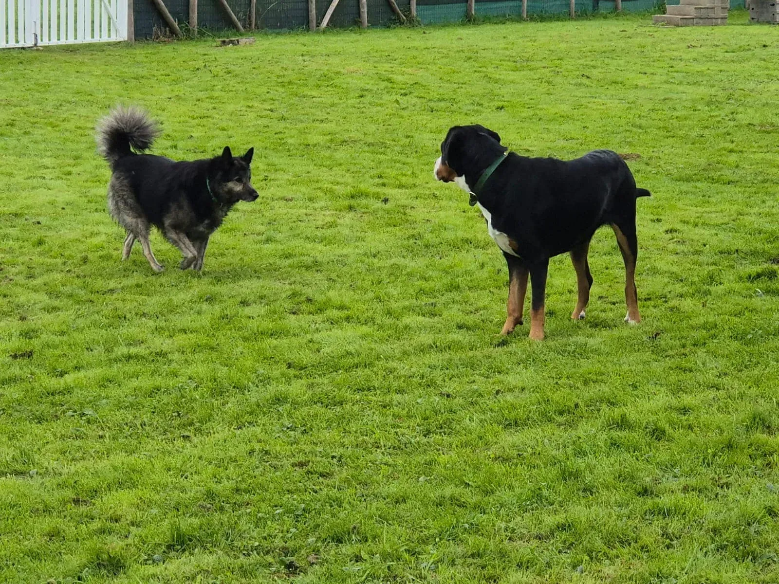2 chiens en éducation