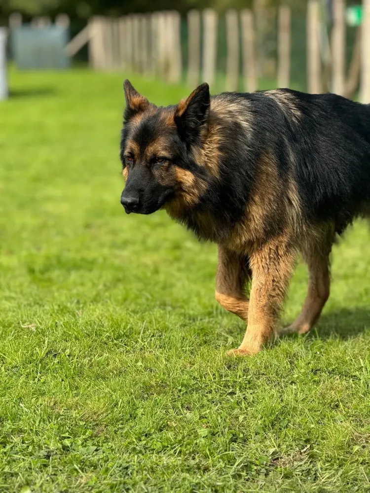 chien berger allemand poils long