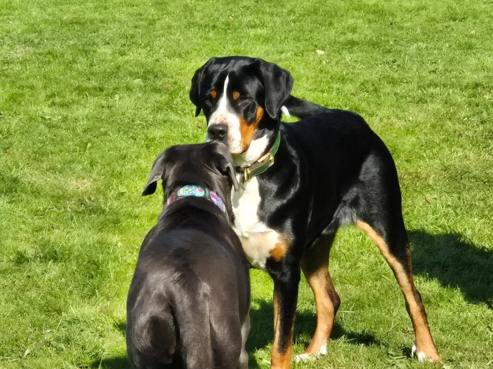 Activités chien à Saint-Jean le Blanc