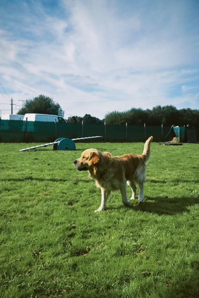 labrador parcours