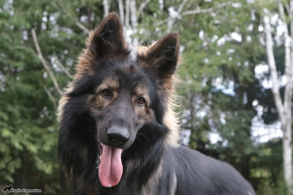 chien de alicia