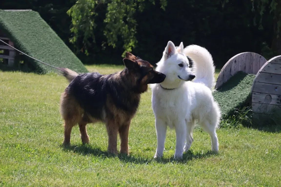 Chiens ensemble
